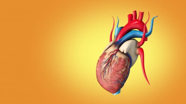 Estrutura Médica Coração Humano — Vídeo de Stock