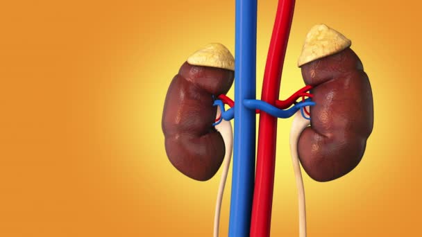 Human Internal Organ Kidney — Stock Video