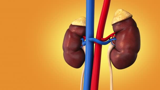 Medical Structure Kidney — Stock Video