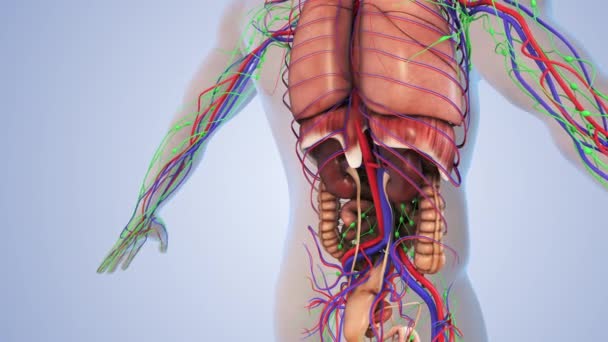 人体的内部器官 — 图库视频影像
