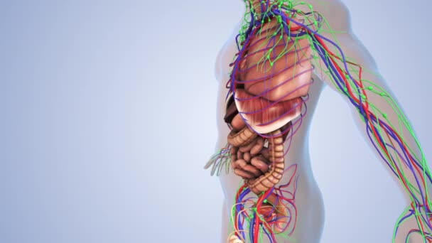 Innere Organe Einem Menschlichen Körper — Stockvideo