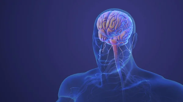 Человеческая Нервная Система Анатомией Мозга — стоковое фото
