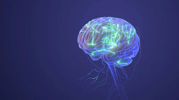Sistema Nervioso Humano Con Cerebro — Foto de Stock