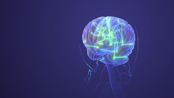 Menselijk Zenuwstelsel Met Hersenen — Stockvideo