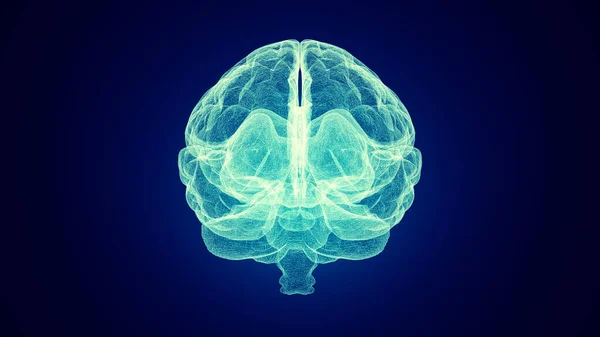 Medyczne Przedstawienie Ludzkiej Ilustracji Mózgu — Zdjęcie stockowe
