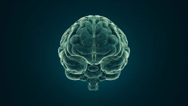 Medical Image Human Brain Illustration — Stock Photo, Image