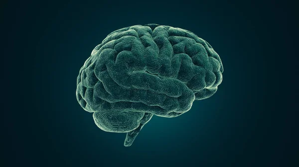 Obraz Medyczny Ludzkiego Mózgu Ilustracja — Zdjęcie stockowe