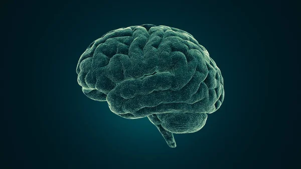 Imagen Médica Del Cerebro Humano Ilustración — Foto de Stock