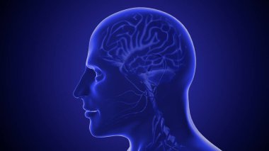 Beyin Anatomisi ile İnsan Merkezi Sinir Sistemi