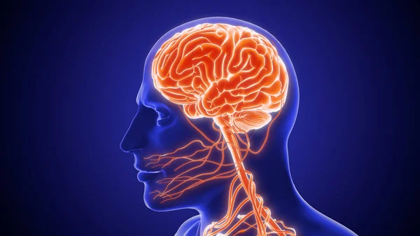 Ludzki Centralny Układ Nerwowy Anatomią Mózgu — Zdjęcie stockowe