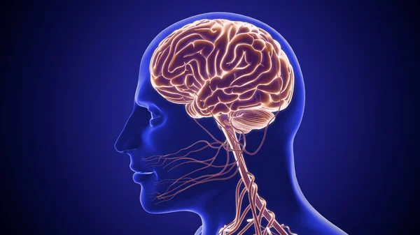 Sistema Nervoso Central Com Anatomia Cérebro — Fotografia de Stock