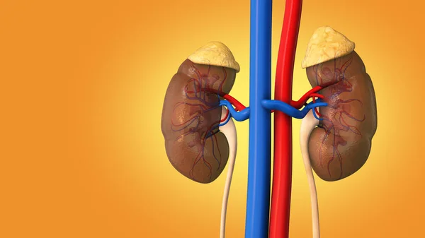 stock image Human internal organ with kidney