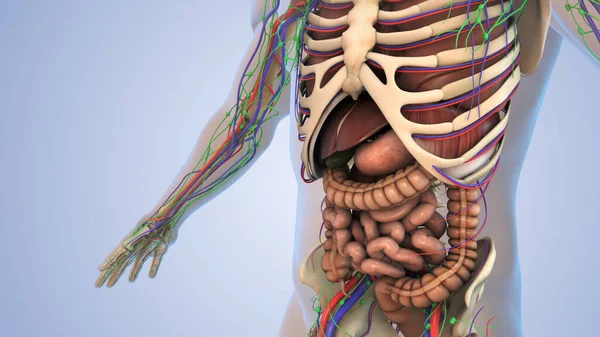 Innere Organe Einem Menschlichen Körper — Stockfoto