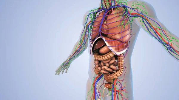 Nsan Vücudundaki Organlar — Stok fotoğraf