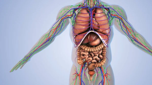 Nsan Vücudundaki Organlar — Stok fotoğraf