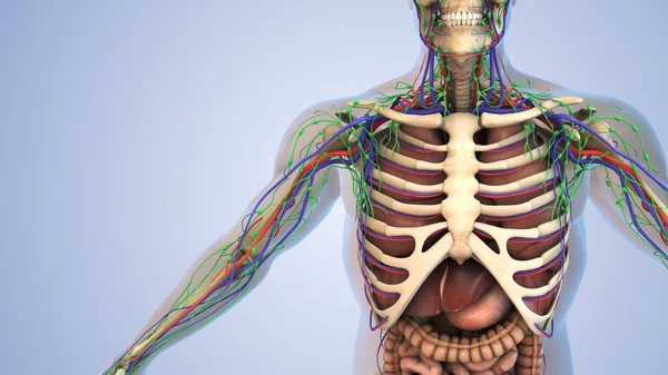 Human anatomy for the lymphatic, skeletal, nervous and circulatory system