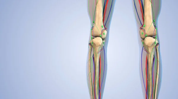 Anatomia Umana Sistema Linfatico Scheletrico Nervoso Circolatorio — Foto Stock