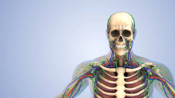 Human Anatomy Lymphatic Skeletal Nervous Circulatory System — Stock Photo, Image