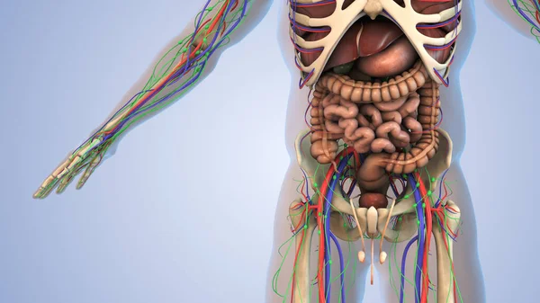 Lenfatik Iskelet Sinir Dolaşım Sistemi Için Insan Anatomisi — Stok fotoğraf
