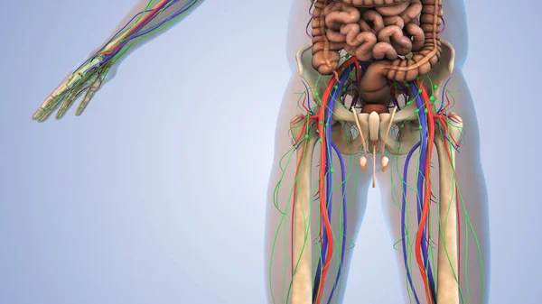 Mänsklig Anatomi För Lymfsystemet Skelettet Nervsystemet Och Cirkulationssystemet — Stockfoto