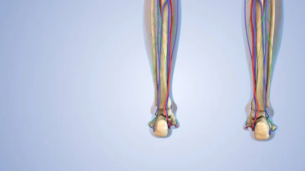 Mänsklig Anatomi För Lymfsystemet Skelettet Nervsystemet Och Cirkulationssystemet — Stockfoto