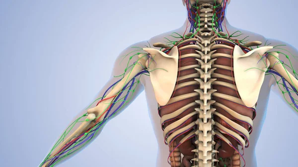 Ανθρώπινη Ανατομία Για Λεμφικό Σκελετικό Νευρικό Και Κυκλοφορικό Σύστημα — Φωτογραφία Αρχείου