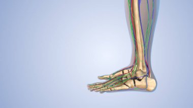 Lenfatik, iskelet, sinir ve dolaşım sistemi için insan anatomisi 