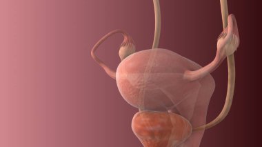 Kadın Üreme Sistemi Anatomisi Arkaplanı