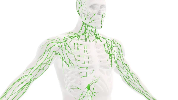 Medizinischer Hintergrund Des Menschlichen Lymphsystems — Stockfoto