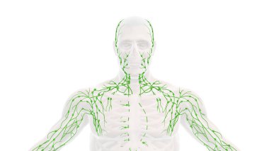 İnsan lenfatik sisteminin anatomisi