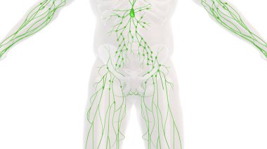 İnsan lenfatik sisteminin anatomisi