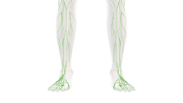 Anatomia Sistema Linfático Humano — Fotografia de Stock