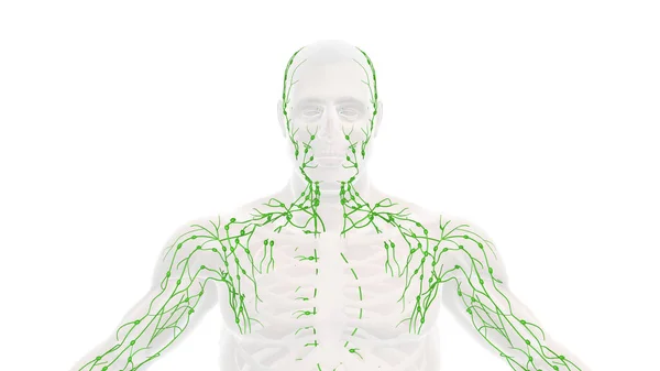 Anatomía Del Sistema Linfático Humano — Foto de Stock
