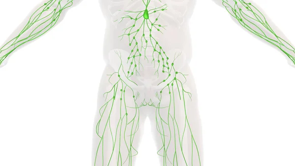 人体淋巴系统的解剖 — 图库照片