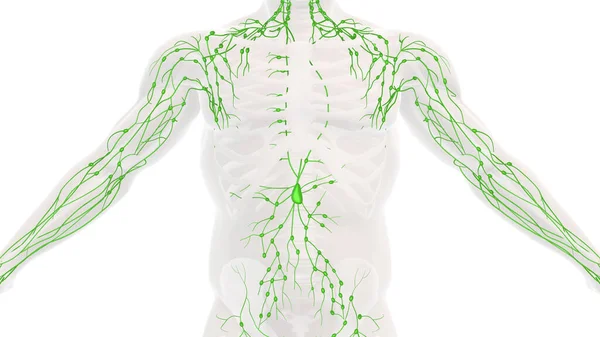 Anatomia Sistema Linfático Humano — Fotografia de Stock