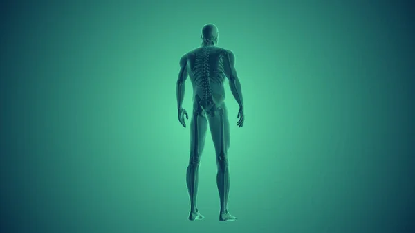 Alivio Del Dolor Espinal Cuerpo Humano —  Fotos de Stock