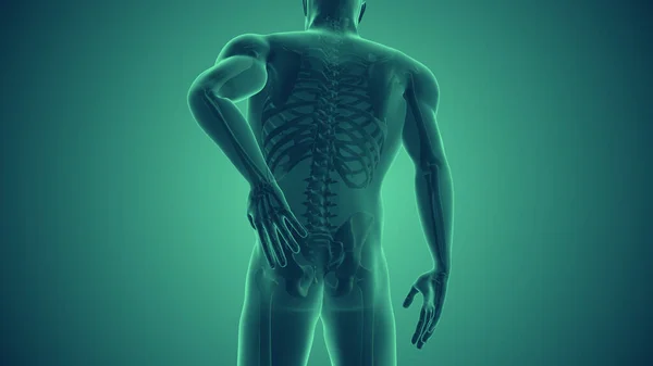 Alivio Del Dolor Espinal Cuerpo Humano — Foto de Stock