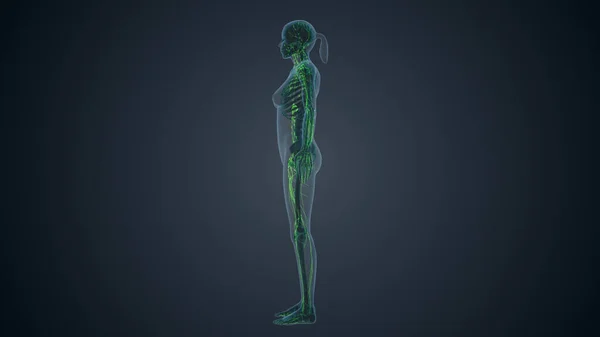 Lymfatiska Systemet Kvinnliga Kroppen — Stockfoto