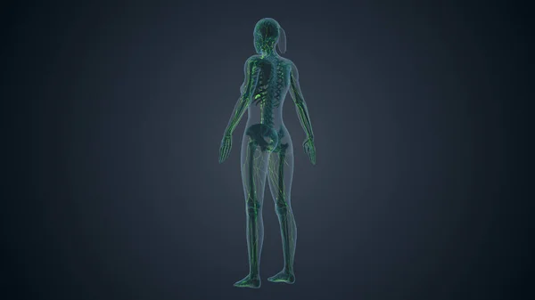 Kadın Bedeninin Lenfatik Sistem — Stok fotoğraf