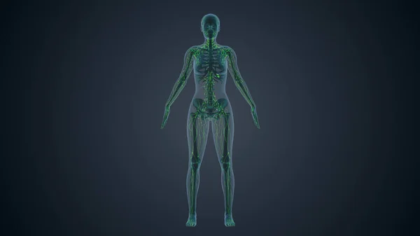 Lymphsystem Des Weiblichen Körpers — Stockfoto