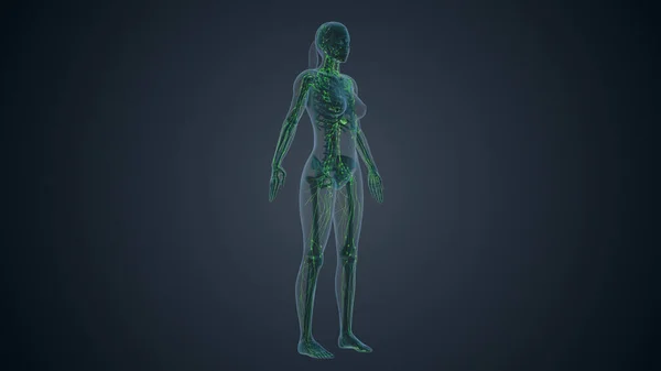 Lymphatic System Female Body — Stock Photo, Image