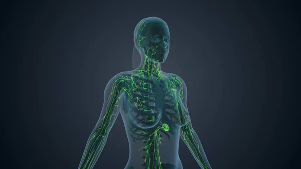 Kadın Vücudu Tıbbi Geçmişinin Lenfatik Sistemi — Stok fotoğraf