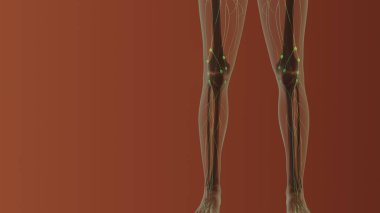 Dişi lenfatik sistem tıbbi konsepti 