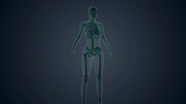 Das Lymphatische System Des Weiblichen Körpers — Stockfoto