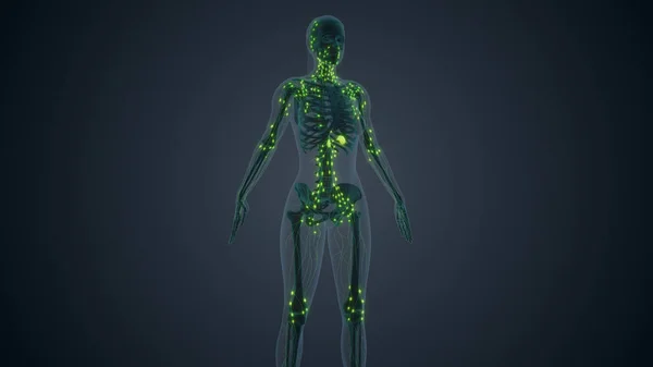 Female Body Lymphatic System — Stock Photo, Image