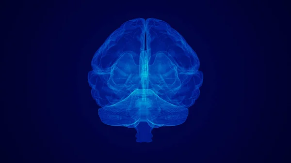 Koncepcja Medyczna Ludzkiego Mózgu — Zdjęcie stockowe