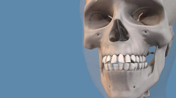 Konzept Der Zahnheilkunde Und Kieferorthopädischen Behandlung — Stockfoto