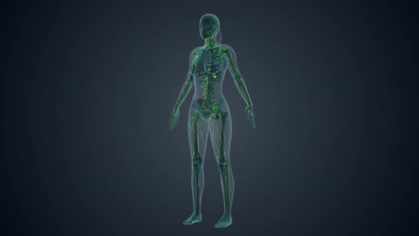 Lymfatický Systém Ženského Těla — Stock video
