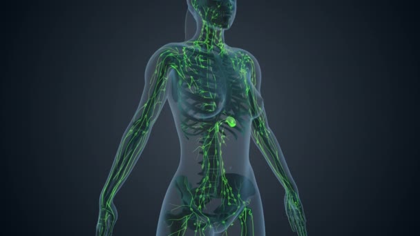 女性身体医学背景的淋巴系统 — 图库视频影像