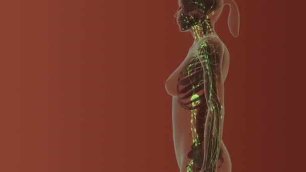 Жіноча Лімфатична Система Медична Концепція — стокове відео